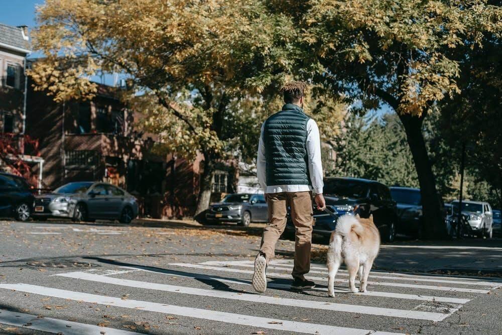 Take Your Dog To Work Day