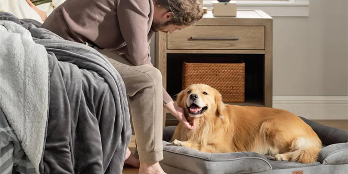 Best Orthopedic Dog Beds To Provide Support For Your Aging Pet