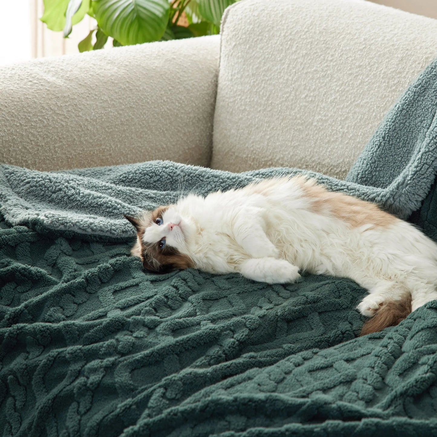 Sherpa Throw Blanket For Couch