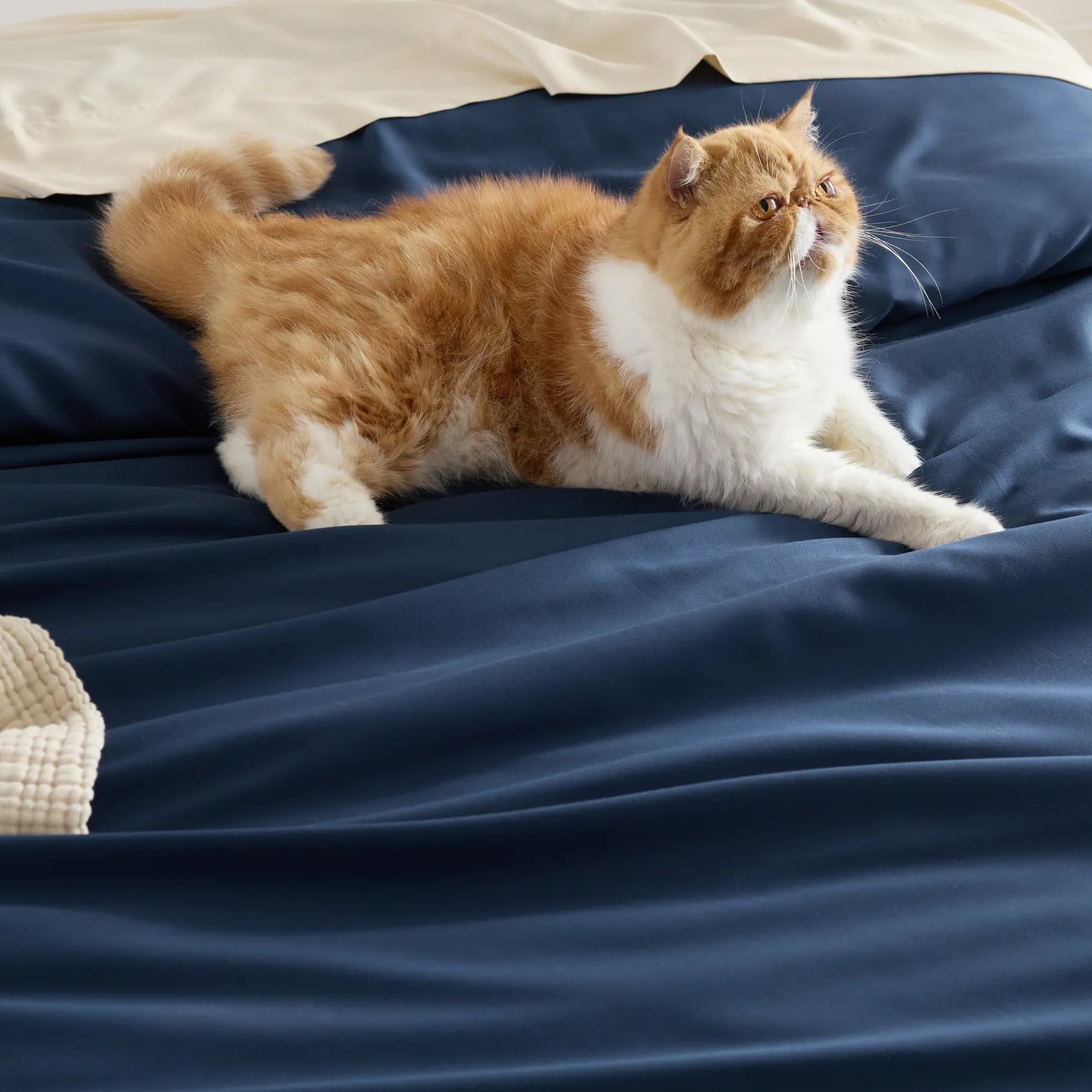 Persian cat relaxing on luxurious navy blue rayon derived from bamboo bedding.