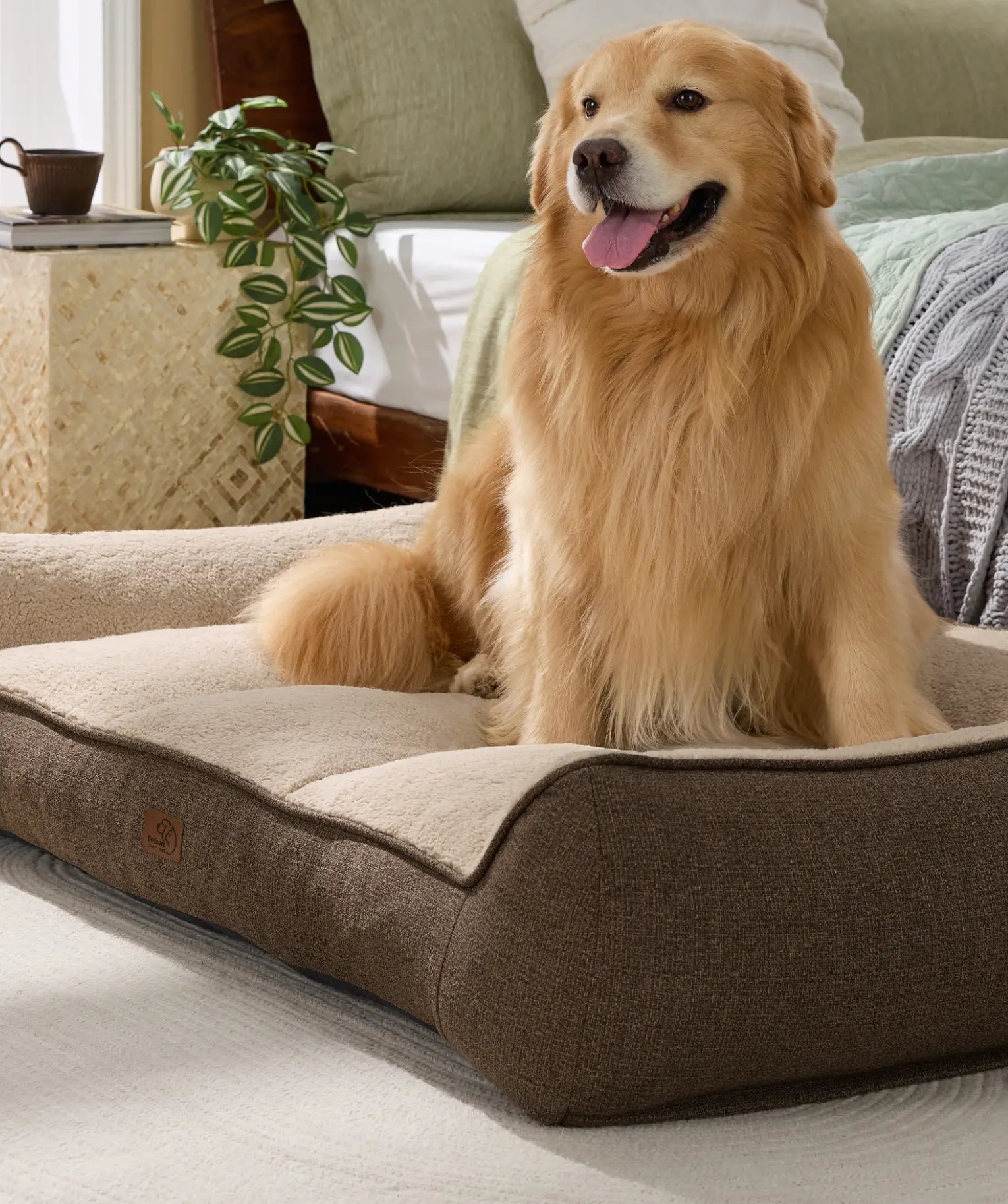dog bed