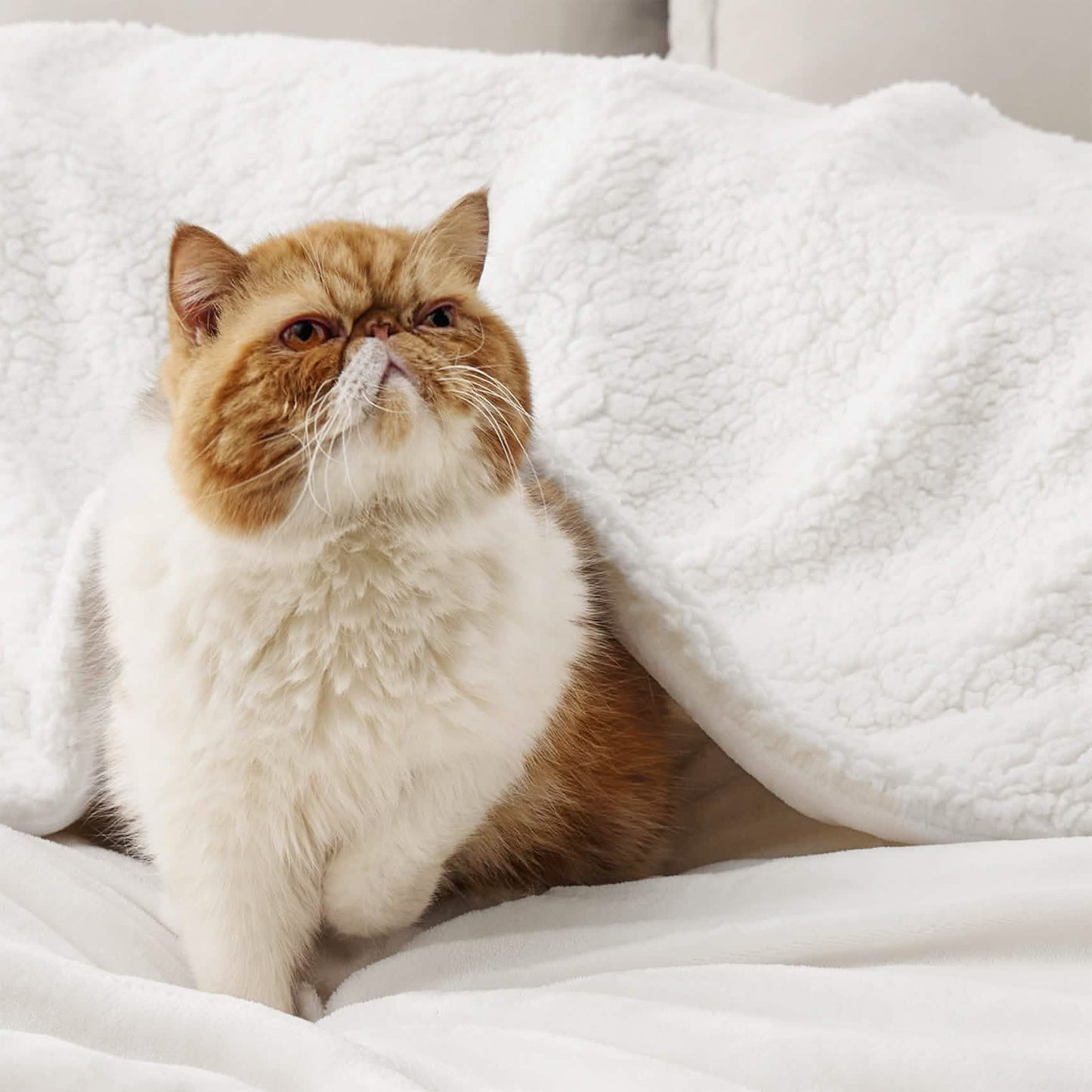 Sherpa Fleece Blanket