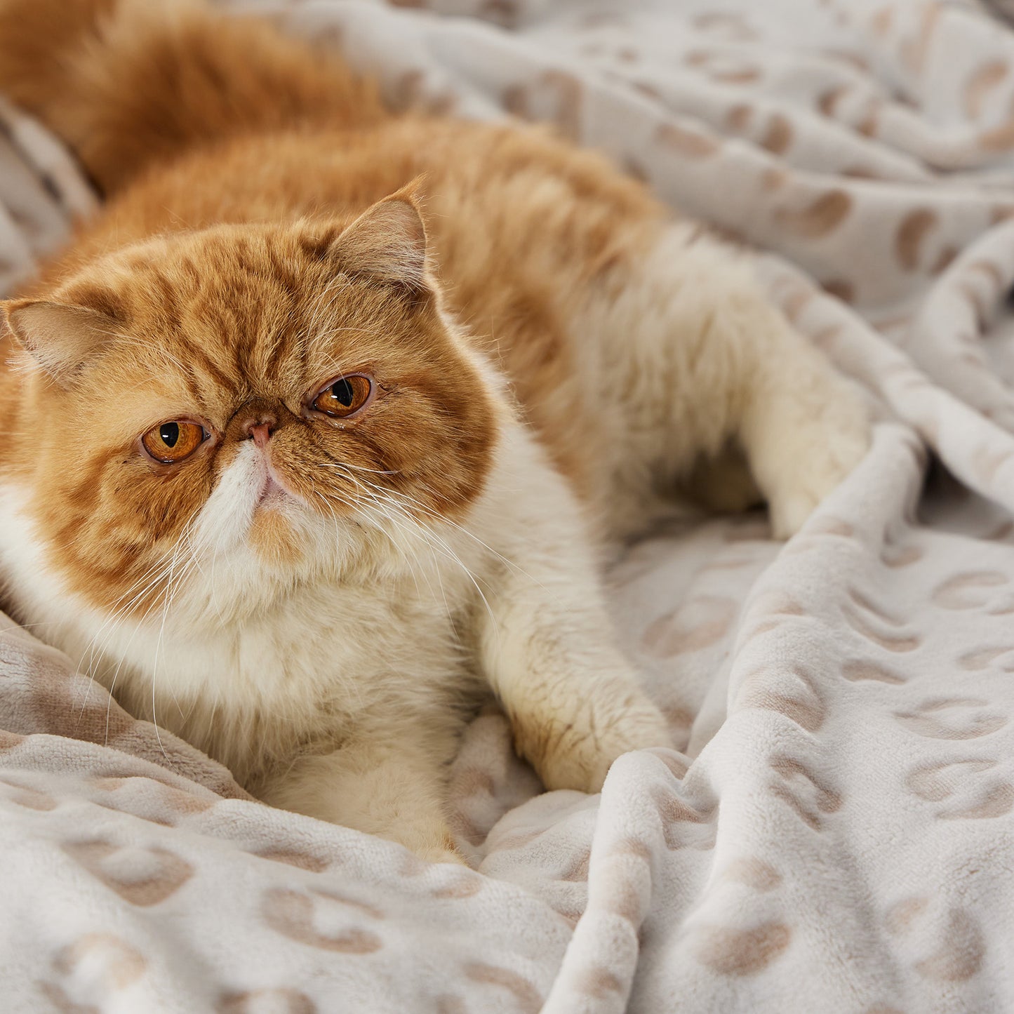 Arch Shaggy Sherpa Fleece Blanket