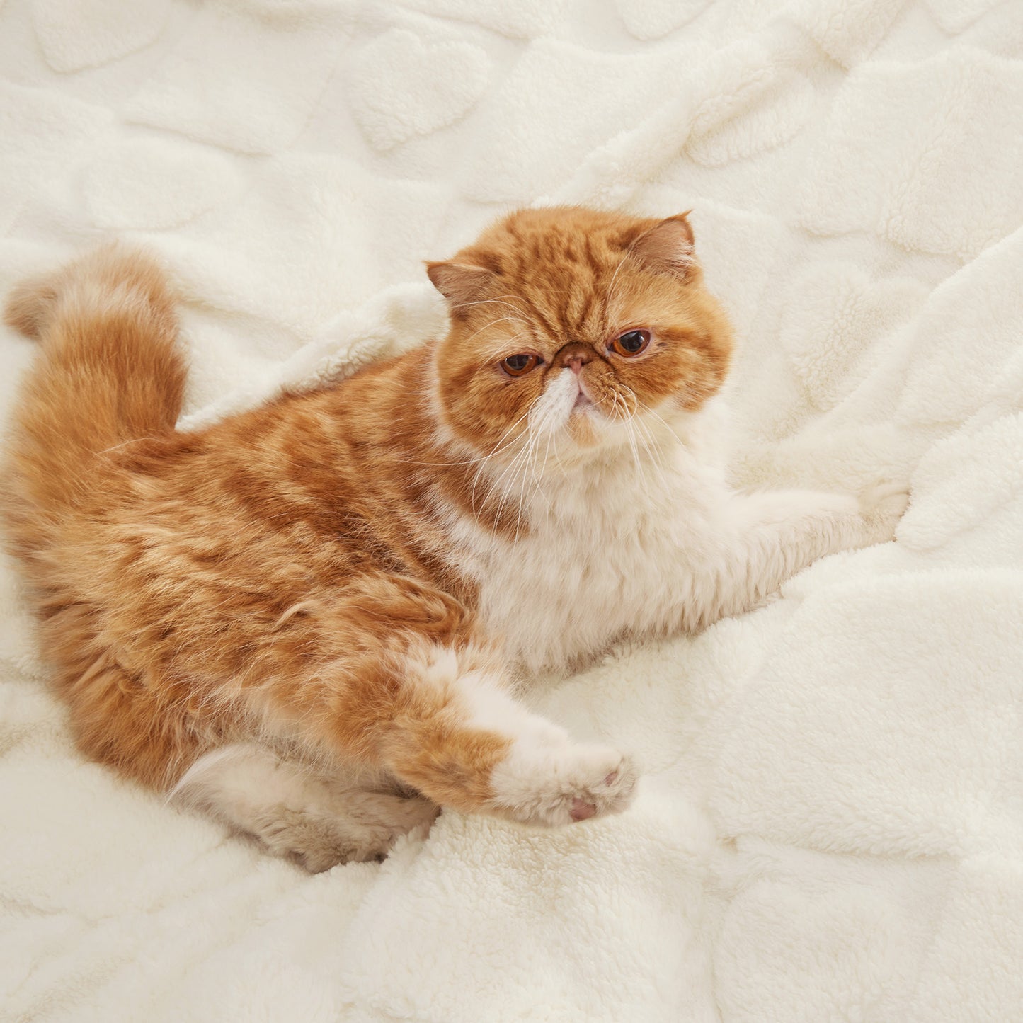 Arch Shaggy Sherpa Fleece Blanket