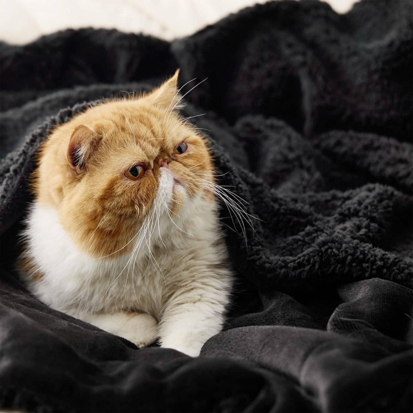 Sherpa Fleece Blanket