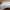 GentleSoft™ 100% Cotton Sheets Ditsy