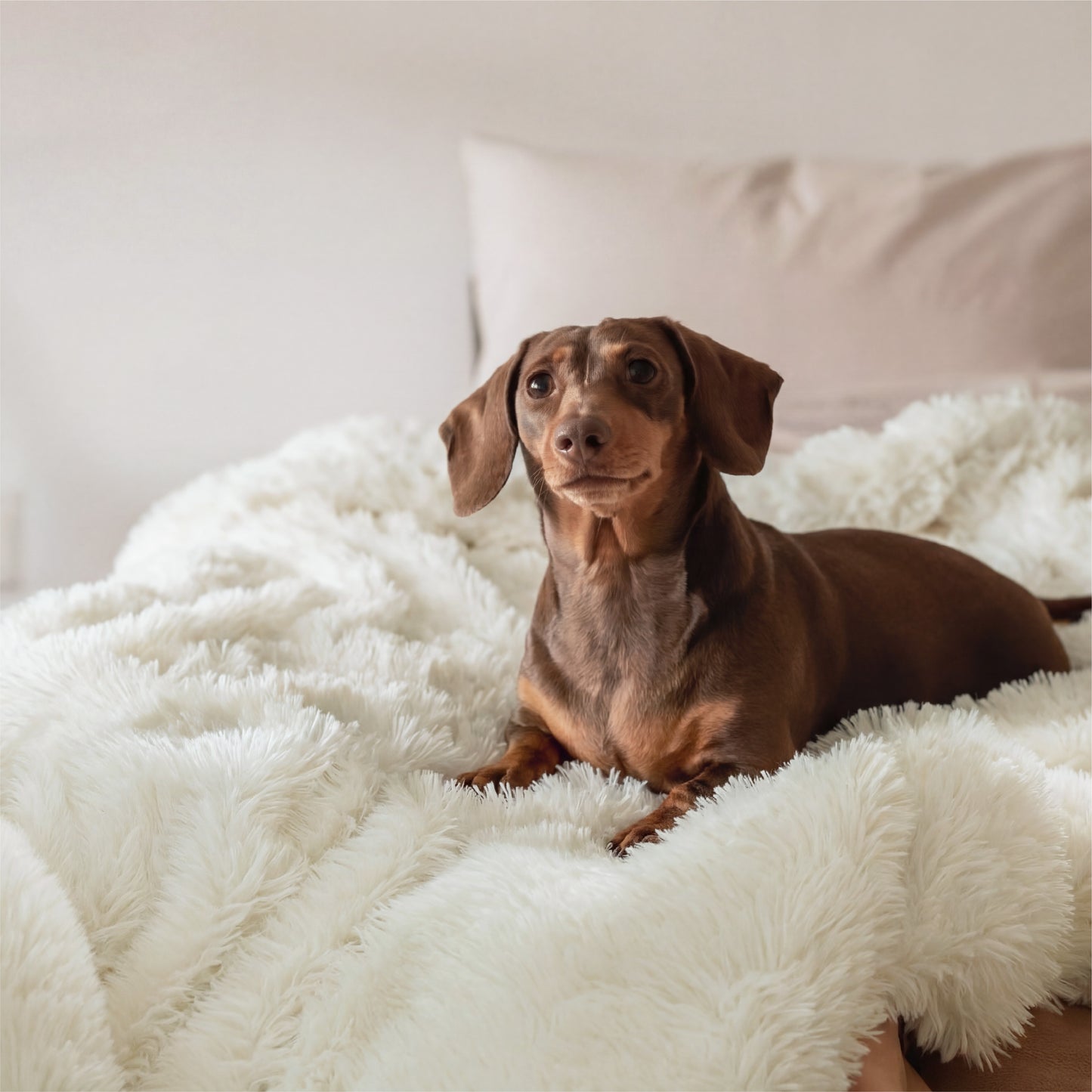 Luxe  Faux Fur Blanket