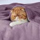 Flannel Fleece Blanket 300gsm-2