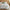 Cotton Waffle Weave Botanical Print Duvet Cover Set