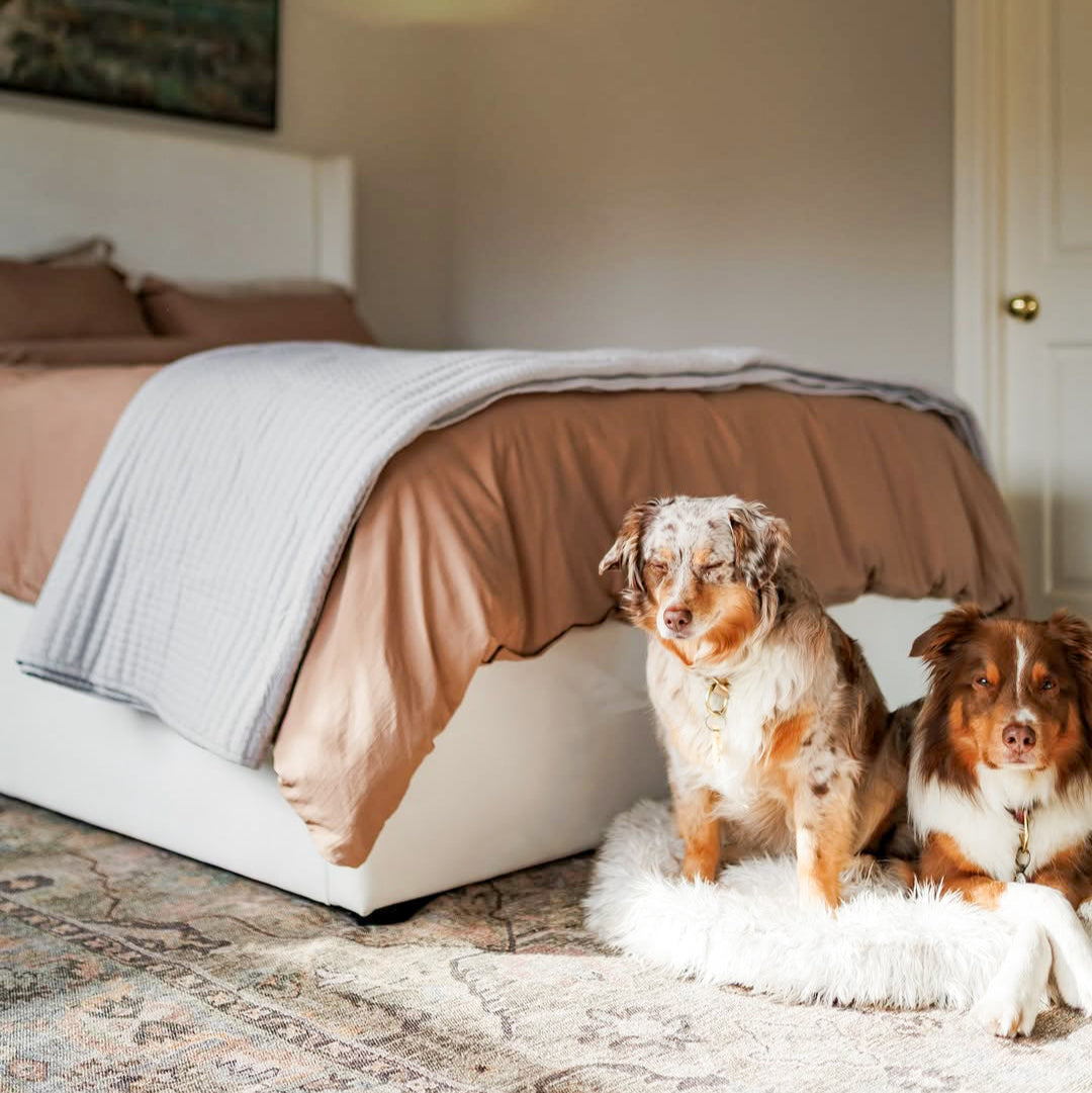 Two dogs sitting on a rug in a bedroom with a bed and pillows in the background. 