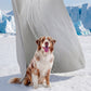 Cooling & Breathable Lightweight Pet Blanket