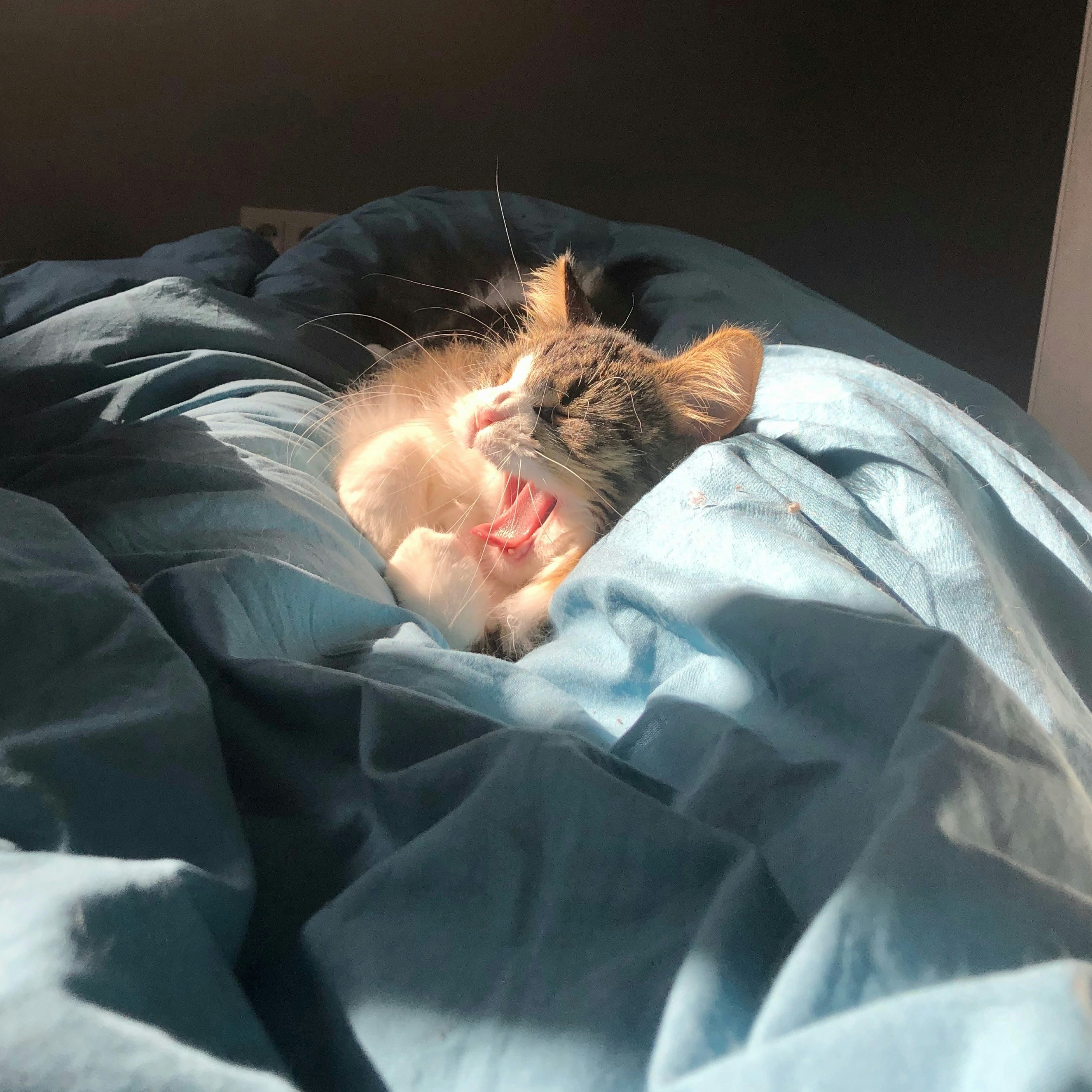 Cat lying on a blue blanket with sunlight shining on it 