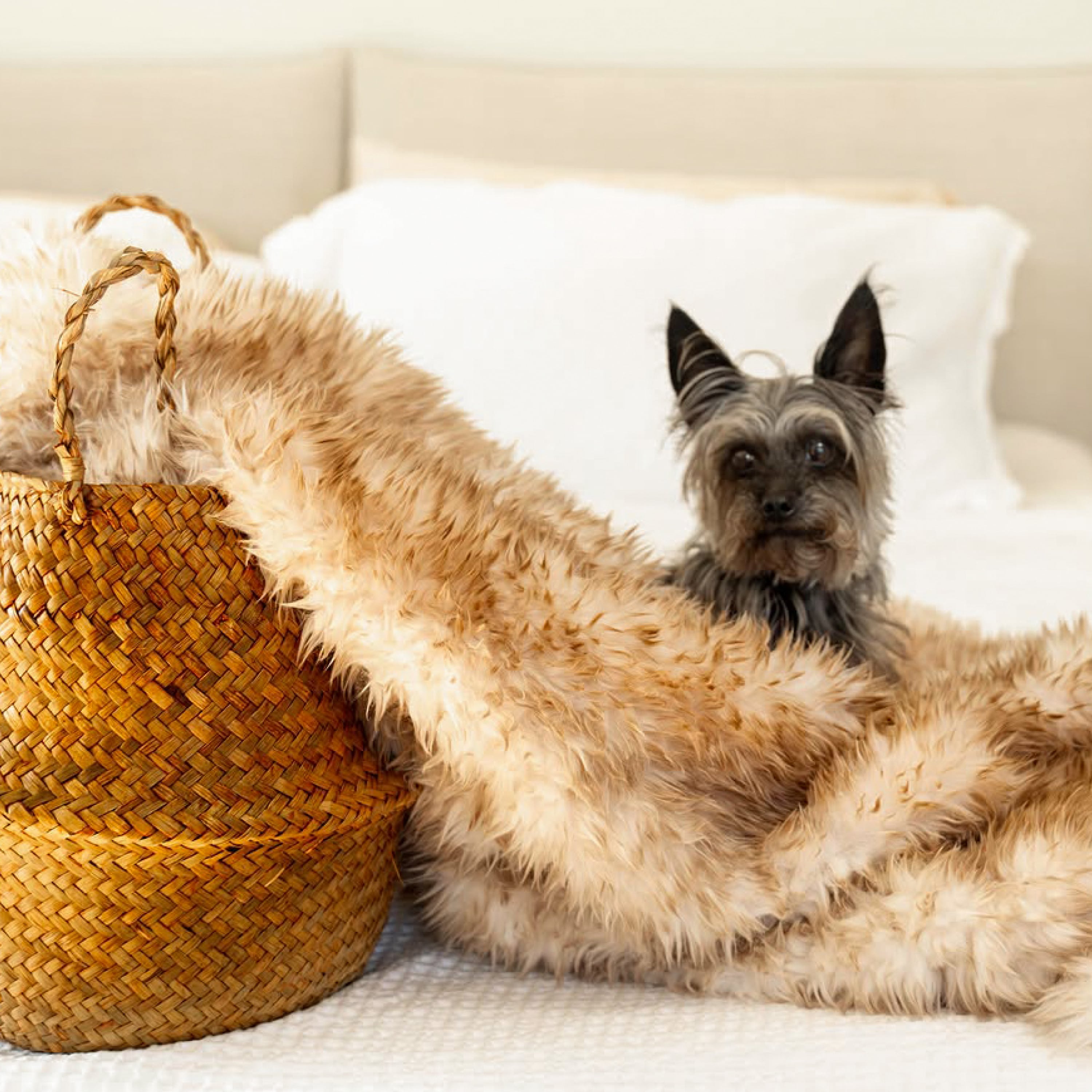Dog lying on a blanket next to a woven basket on a couch 